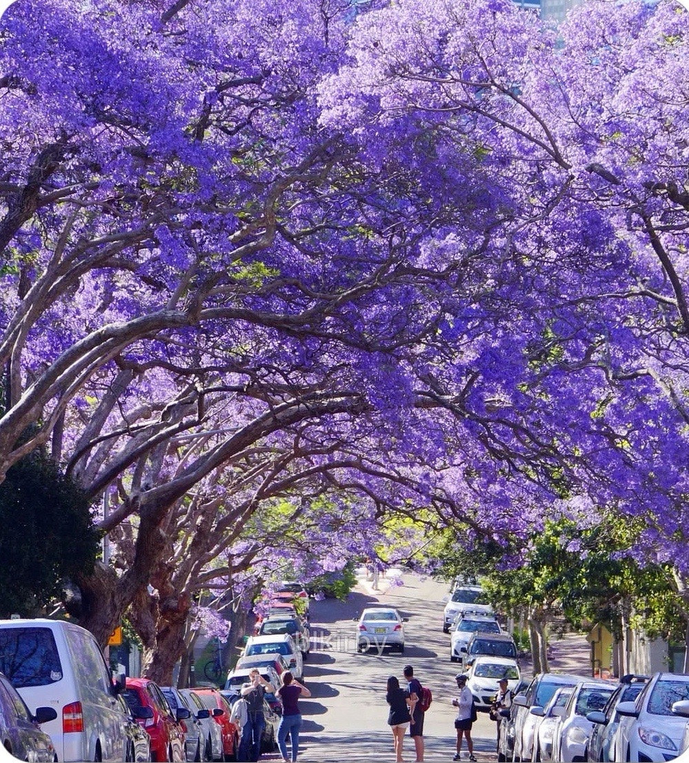 남반구의 대표 봄꽃.jpg | 인스티즈