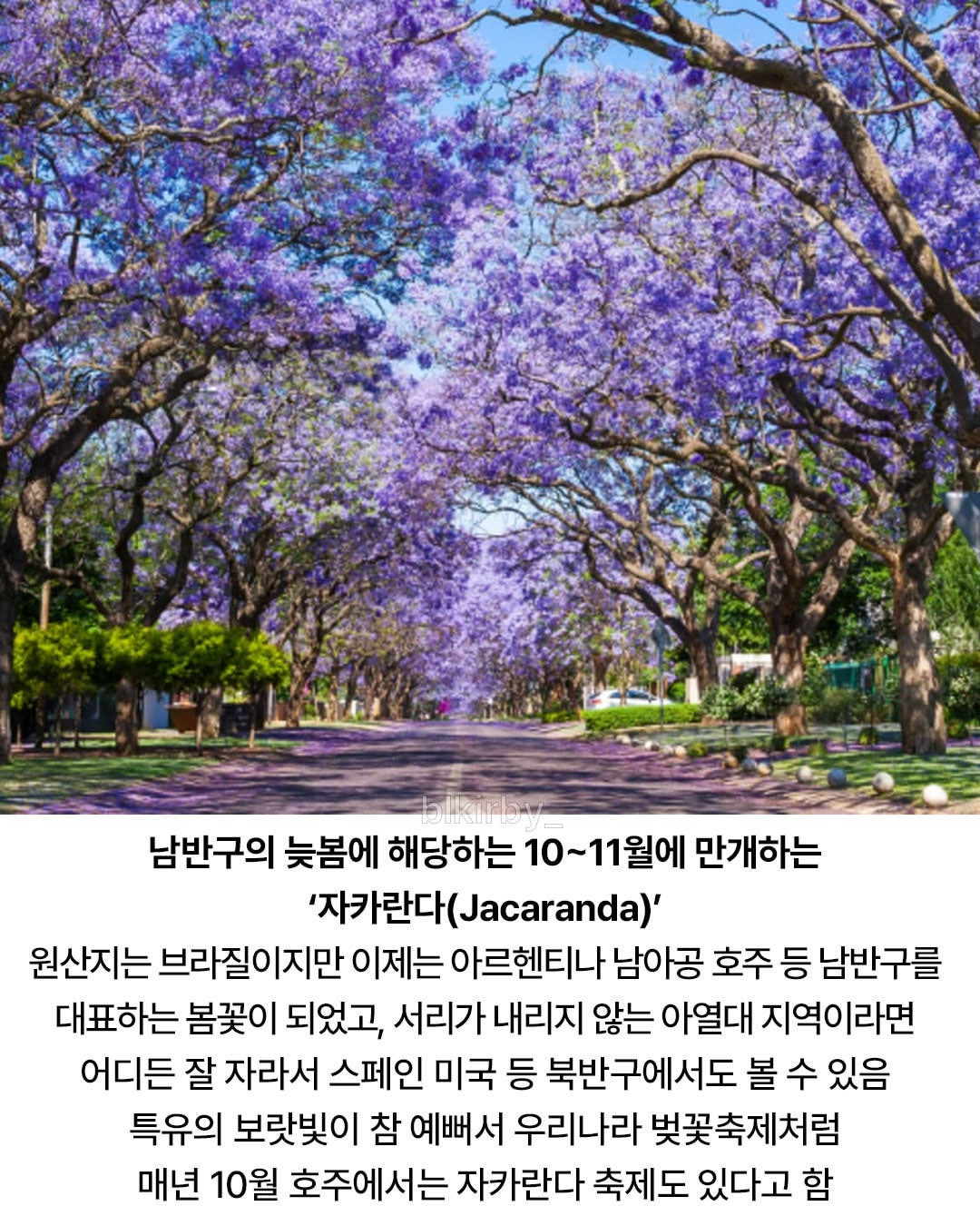 남반구의 대표 봄꽃.jpg | 인스티즈