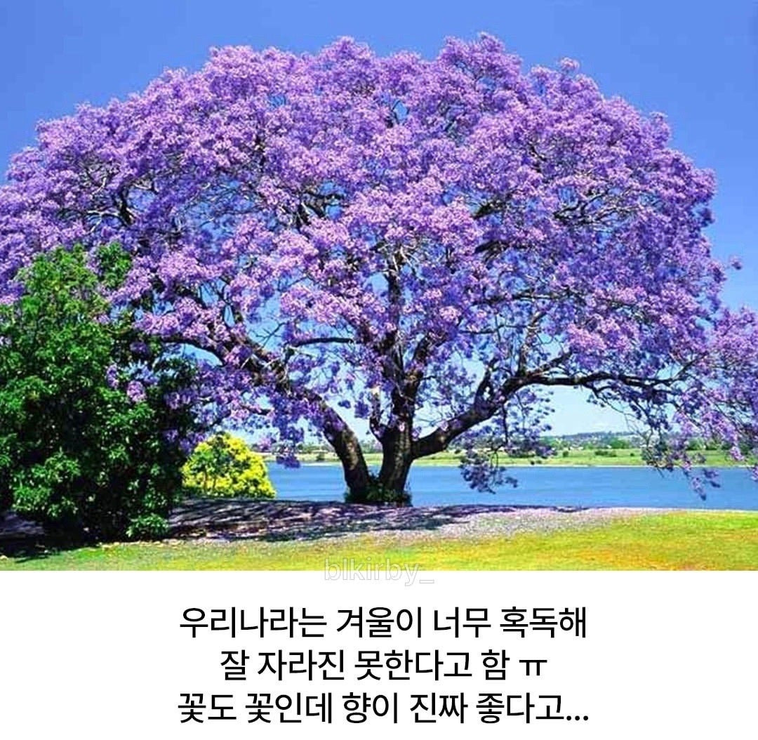 남반구의 대표 봄꽃.jpg | 인스티즈