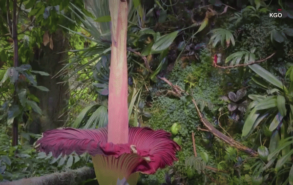 지독한 냄새때문에 시체꽃이라는 별명이 붙은 '타이탄 아룸'이 개화해 수천명의 인파가 몰렸다. [영상=CNN]