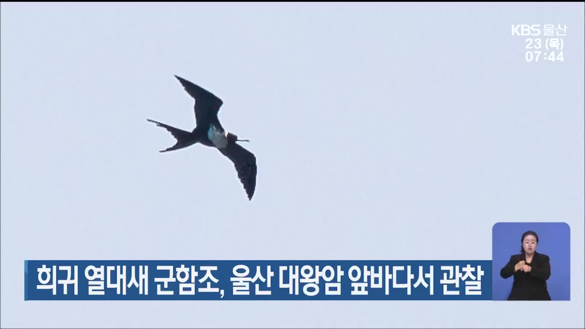 희귀 열대새 군함조, 울산 대왕암 앞바다서 관찰