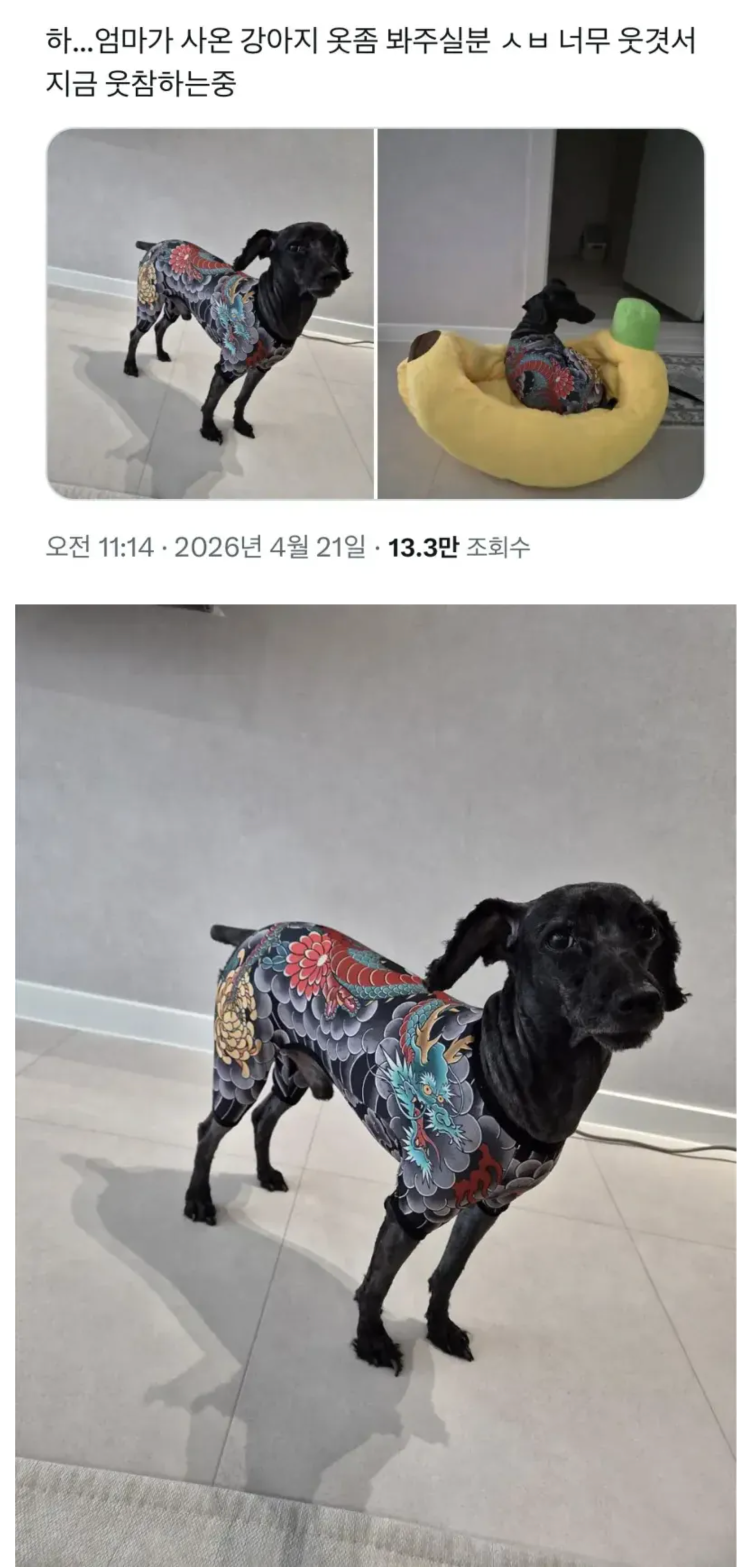 엄마가 사온 강아지 옷 | 인스티즈