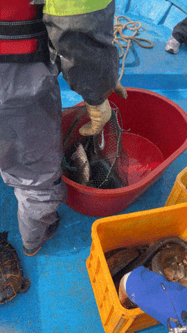 한강과 홍제천이 만나는 합류부에서 잡힌 잉어들. 박병국 기자