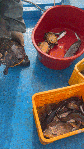 홍제천 합류부에서 잡힌 노란배거북. 박병국 기자