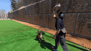 강철 체력을 자랑하는 담보와 사람을 좋아하는 애교쟁이 담비의 모습. 전병준 기자