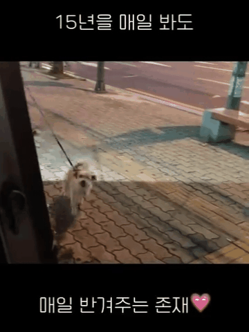 언제나 온몸으로 보호자를 반기는 봄이(인스타그램 ohmy_bom 제공) ⓒ 뉴스1