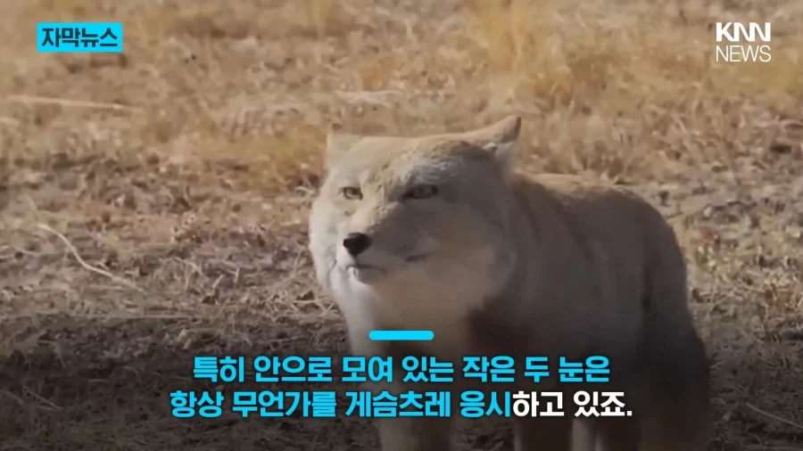 모두를 속인 티베트여우 | 인스티즈