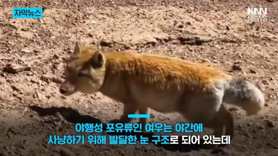 모두를 속인 티베트여우 | 인스티즈