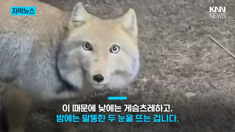 모두를 속인 티베트여우 | 인스티즈