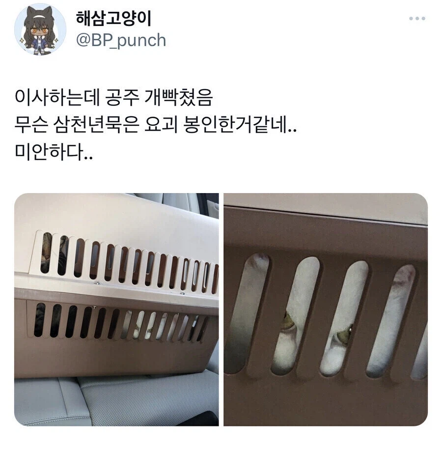 고양이도 표정이 있다는 증거자료 | 인스티즈