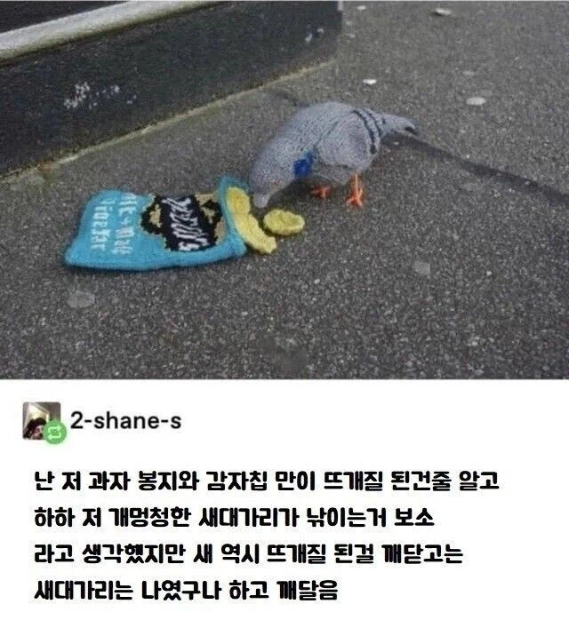 뜨개질된 감자칩 먹으려는 비둘기 | 인스티즈