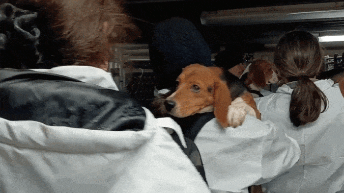 동물권 활동가들이 비글을 구출하는 모습. 출처=COALITION TO SAVE THE RIDGLAN DOGS