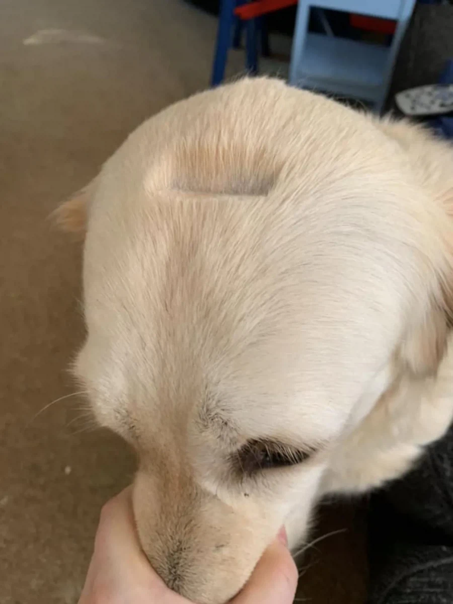 미용할 때 갑자기 움직인 댕댕이.jpg | 인스티즈