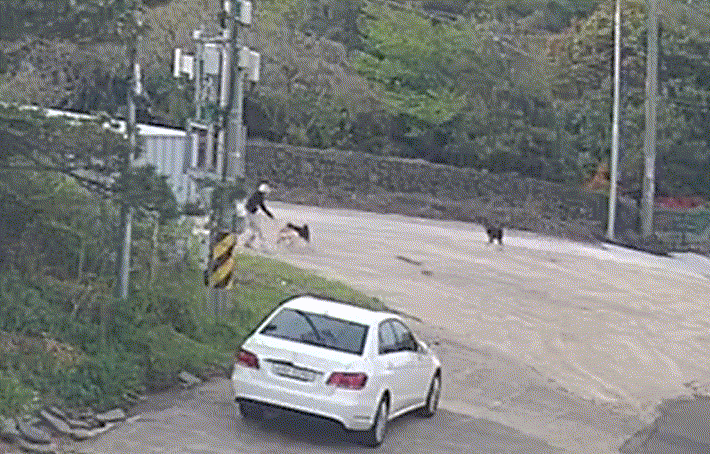 사냥개 2마리를 공격을 받아 사투를 벌이던 A씨와 두부에게로 사냥개 1마리가 더 나타나 공격하기 시작했다/사진=A씨 제공