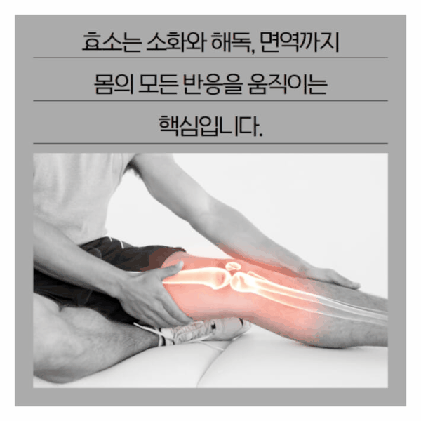 '복합 발효 효소'는 만성질환이 늘어나는 시대에 효소와 발효를 통해 몸을 회복하자고 제안하는 책이다. 저자는 장, 면역, 해독, 대사를 한 흐름으로 묶어 효소 보충이 왜 중요한지를 상담과 연구 경험을 바탕으로 풀어낸다.