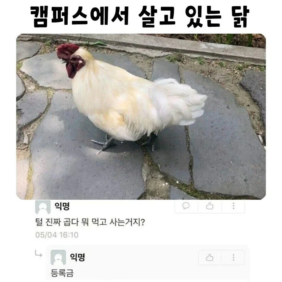 털 진짜 곱다 뭐 먹고 사는거지? | 인스티즈