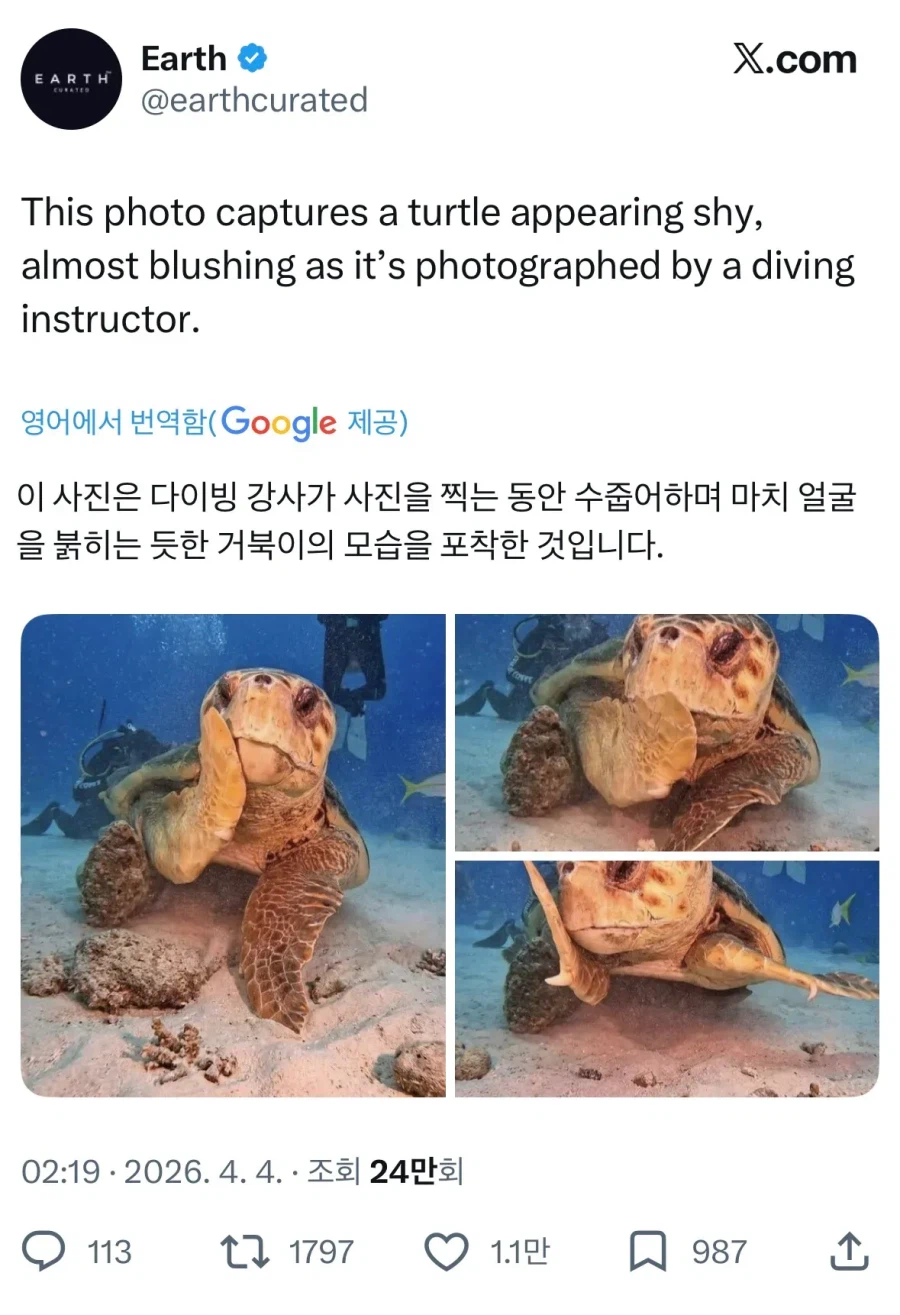 바다거북 | 인스티즈