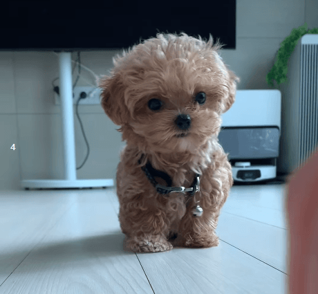 기다려하면 후진하는 멍뭉이.gif | 인스티즈