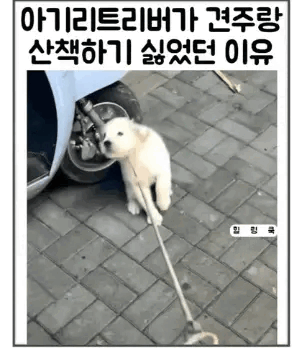 강아지가 견주랑 산책하기 싫었던 이유.gif | 인스티즈