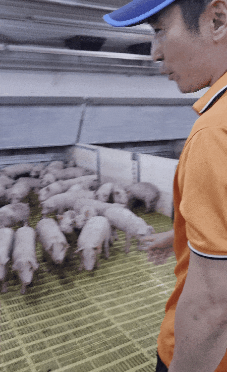 윤진현 전남대 동물자원학부 교수가 팜스코 이천농장에서 직접 돈사 안에 들어가 사람에게 다가오는 시간을 측정하는 방법으로 돼지들의 동물복지를 평가하고 있다. ⓒ 뉴스1 한송아 기자