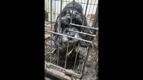 구조된 코카스파니엘 36두는 이후 동물단체 유엄빠, 코카프렌즈 등으로 이송돼 건강을 회복하고 있다. 동물단체 유엄빠 제공