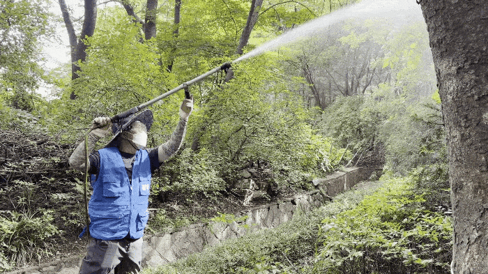 24일 은평구보건소 방역반 직원이 서울 은평구 백련산에서 러브버그 방역을 위한 살수 작업을 진행하고 있다. 하주언 기자