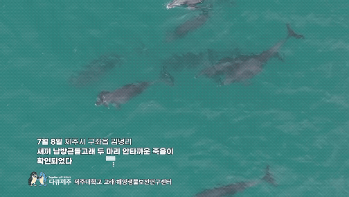 제주 남방큰돌고래가 새끼를 밀어올리며 유영하는 모습. 다큐제주 갈무리