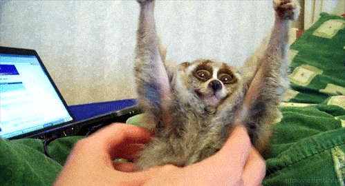 ‘간지럼 타는 로리스(Tickling Slow Loris)’ 영상.[IAR 제공]