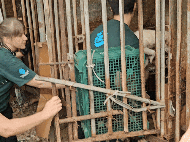 지난 29일 전남 강진 한 개농장 풍경. 글로벌 동물보호단체 한국 휴메인 월드 포 애니멀즈는 이날 개농장에서 70여마리의 개를 구조했다. 김광우 기자.