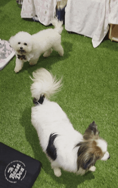 오는 5일까지 서울 성수동에서 개최되는 동물보호의 날 팝업스토어 '오늘은 1004'에서 입양동물을 소개하는 프로그램에 참가한 '냄비'가 사람을 향해 꼬리를 흔들고 있다. ⓒ 뉴스1 한송아 기자