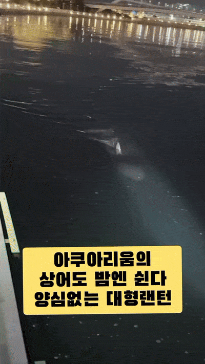 부산 북항 친수공원에 머무는 상어 ‘부캉이’를 바다로 돌려보내는 작업이 진행 중인 가운데 한밤중에 상어를 향해 손전등이나 대형 랜턴을 비추는 일부 관람객의 행태가 논란이 되고 있다.