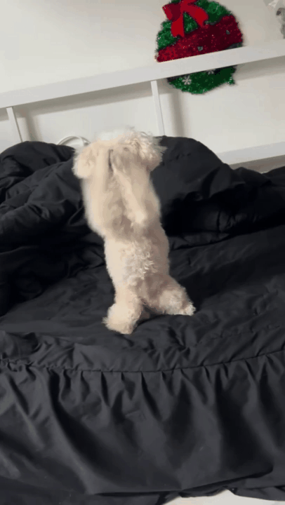 개인기 보여주는 '꼬미'(인스타그램 kim_zzokkomi 제공) ⓒ 뉴스1