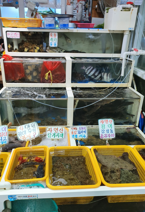 선복호회센타 2