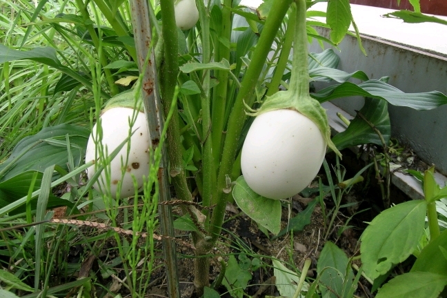 첨부이미지