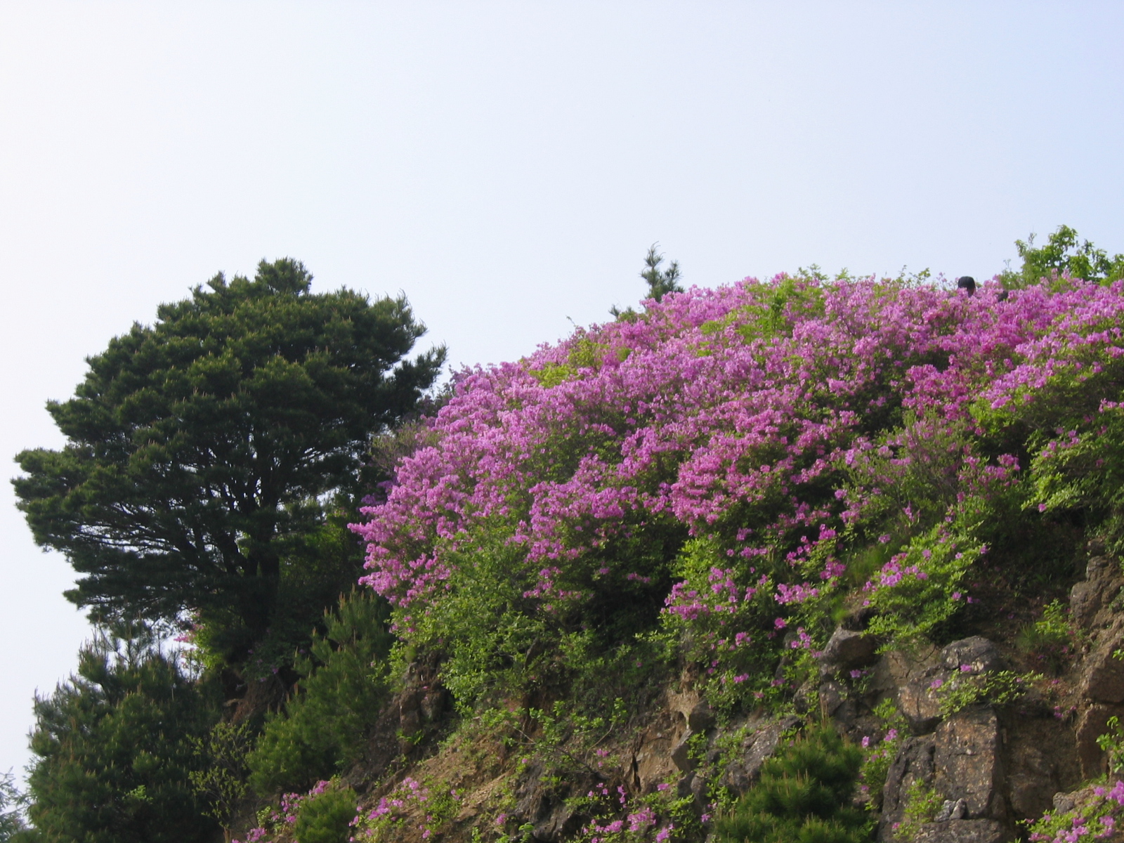 첨부이미지