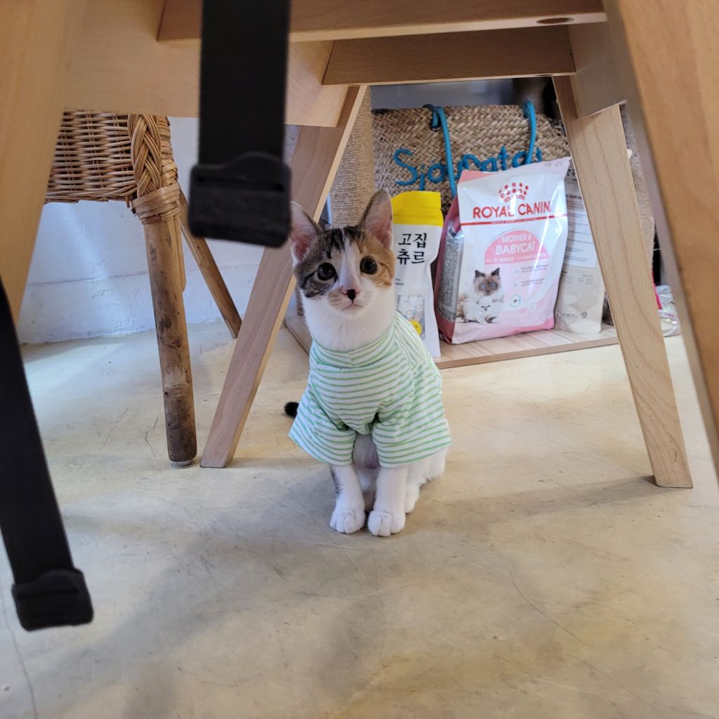 대표이미지