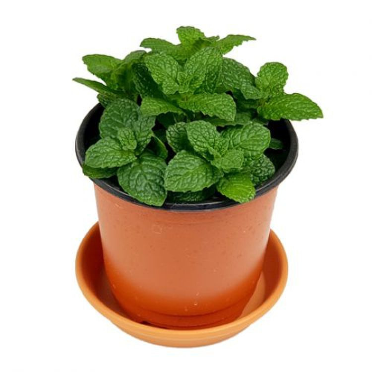 게시글 대표 이미지