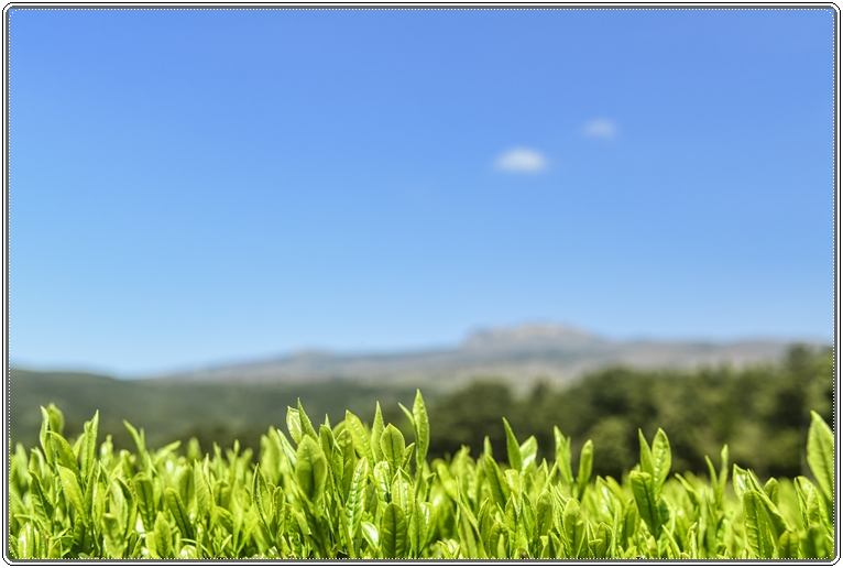 게시글 대표 이미지