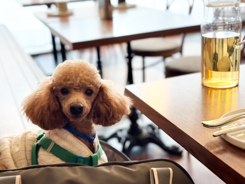 게시글 대표 이미지