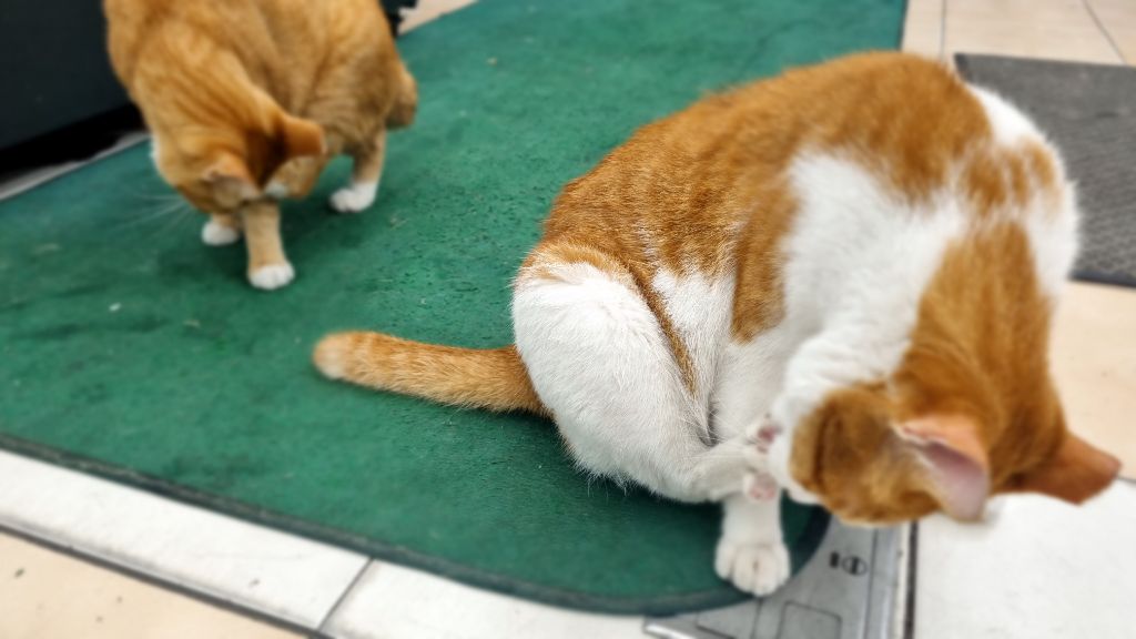 게시글 대표 이미지