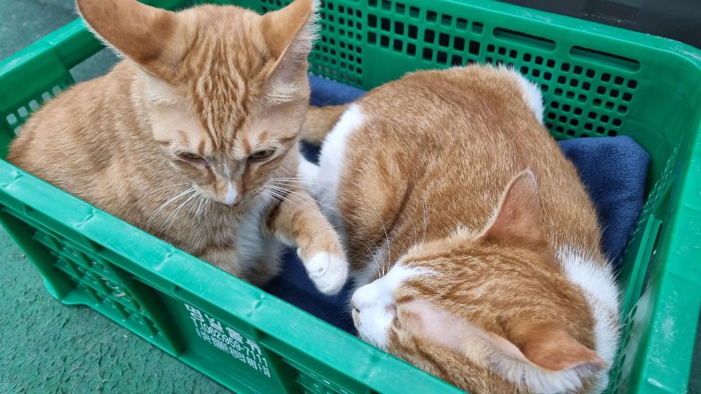 게시글 대표 이미지