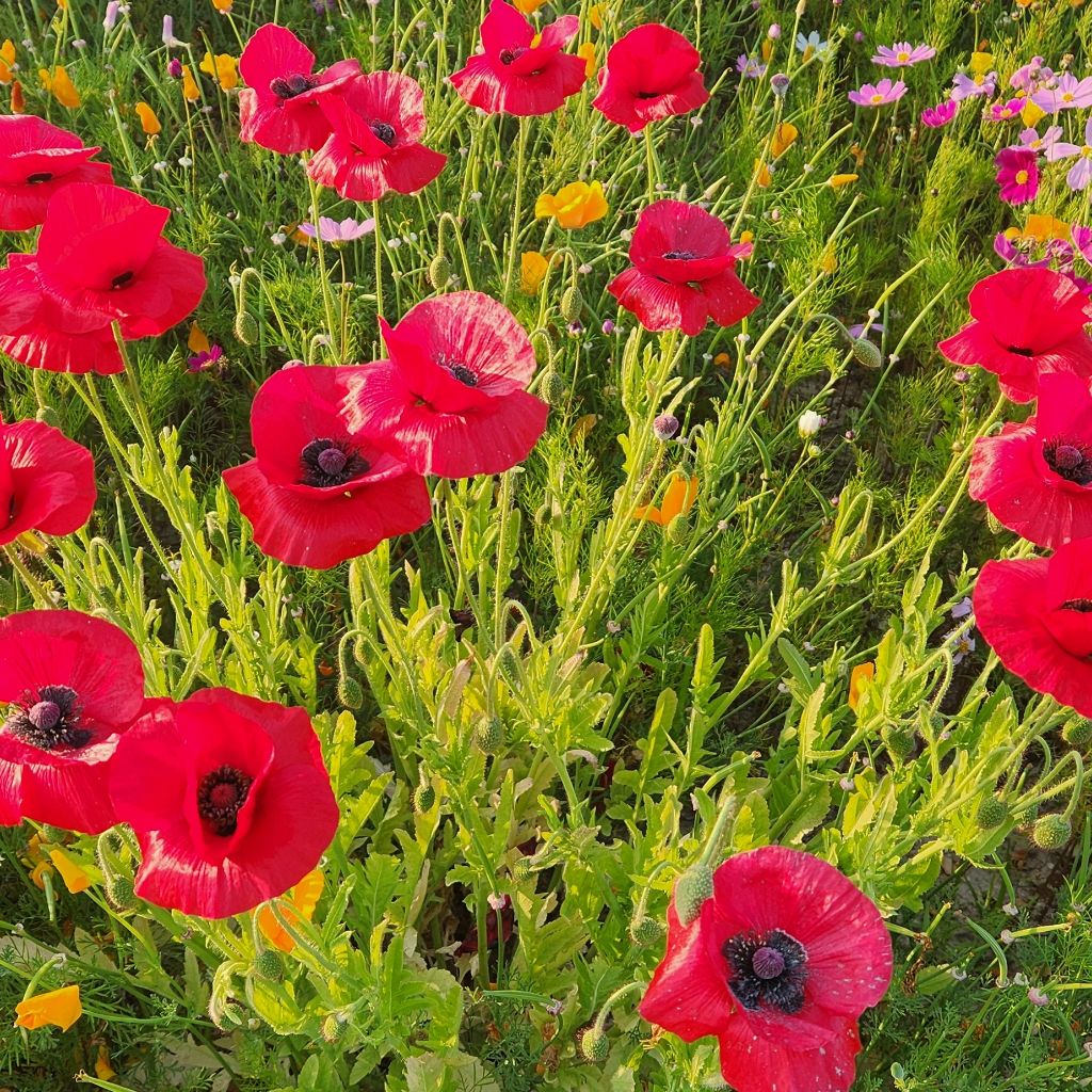 게시글 대표 이미지