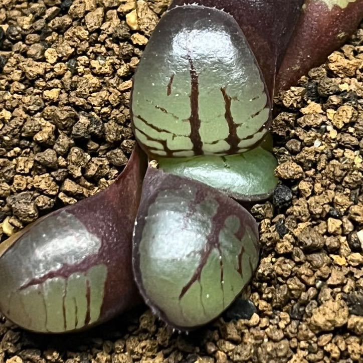 게시글 대표 이미지