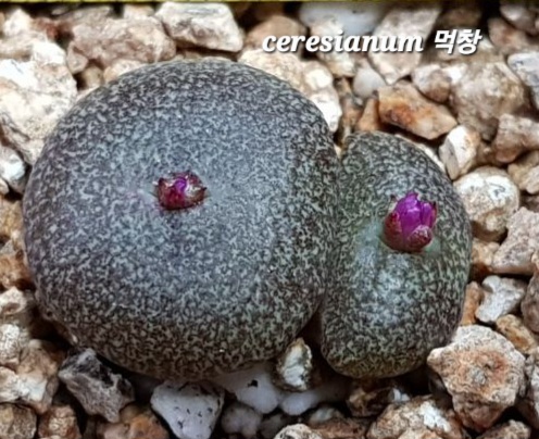 게시글 대표 이미지