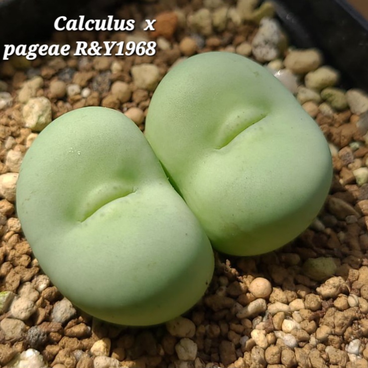 게시글 대표 이미지