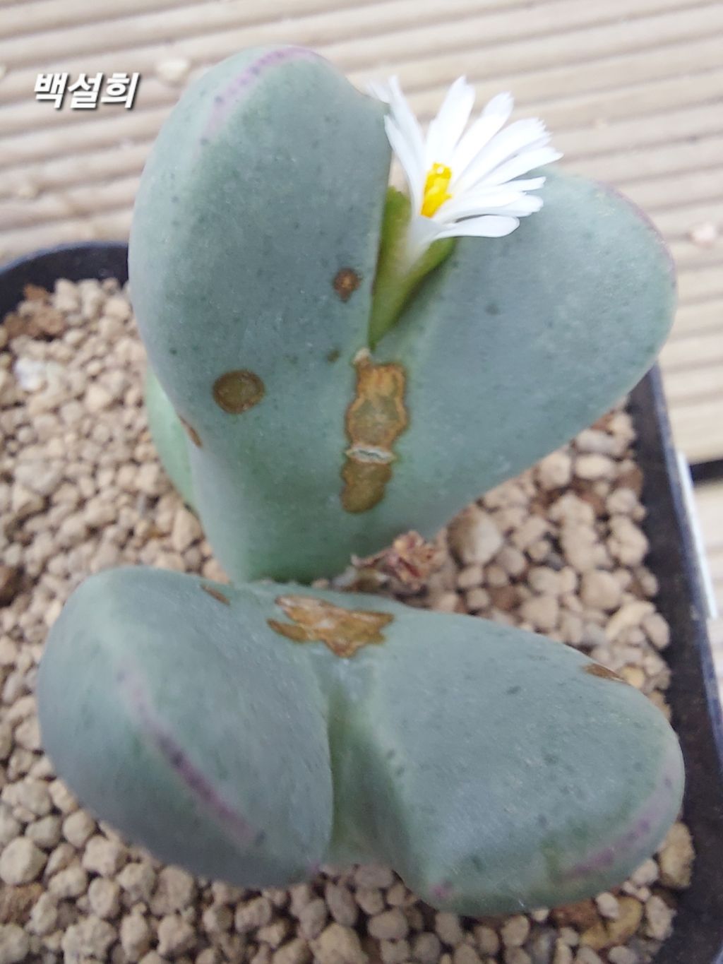 게시글 대표 이미지