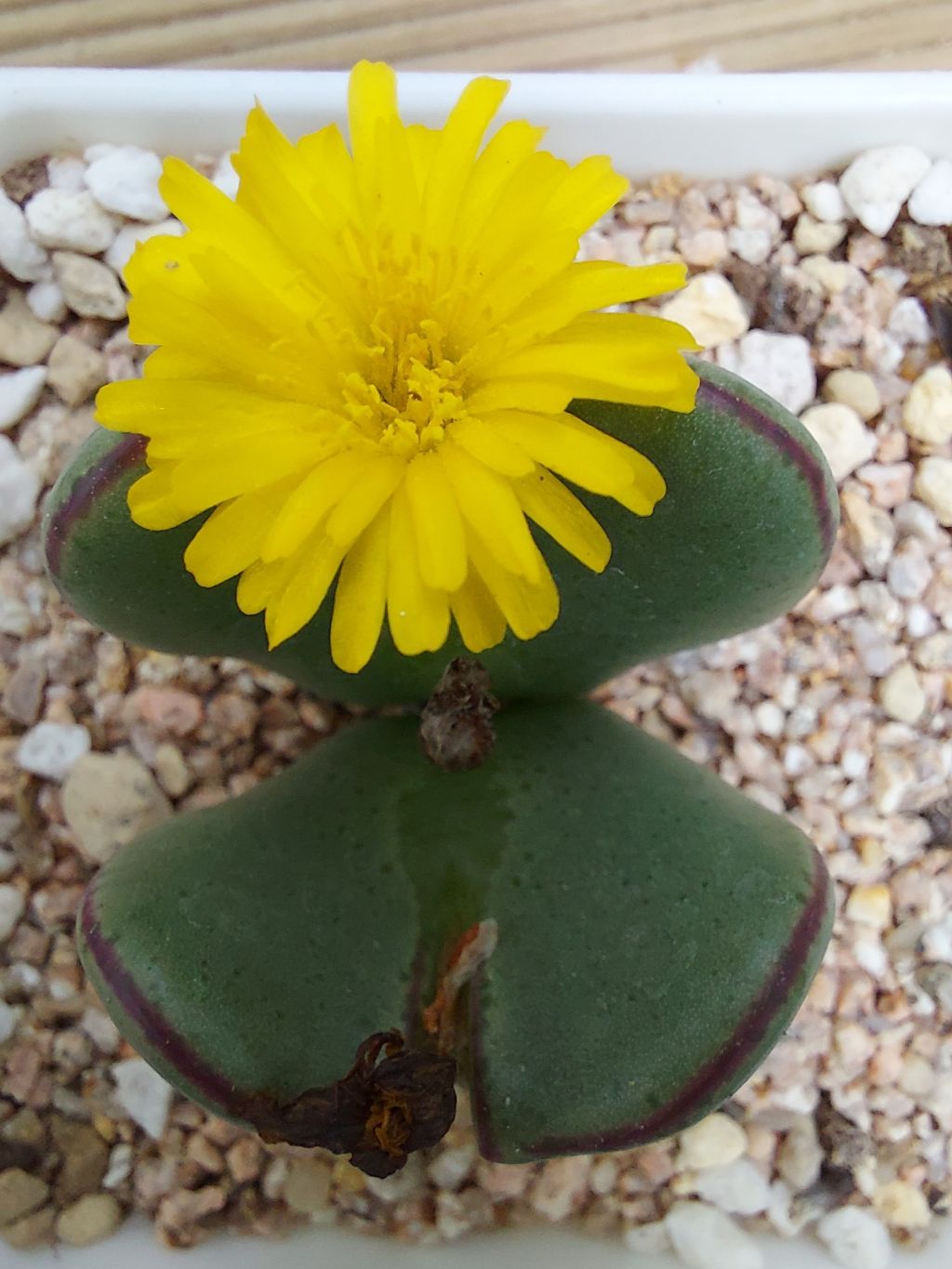 게시글 대표 이미지