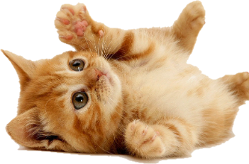 게시글 대표 이미지