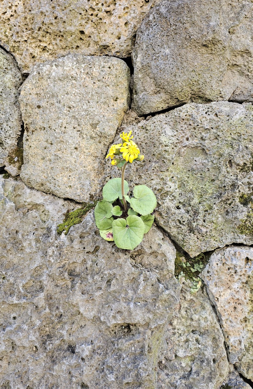 게시글 대표 이미지
