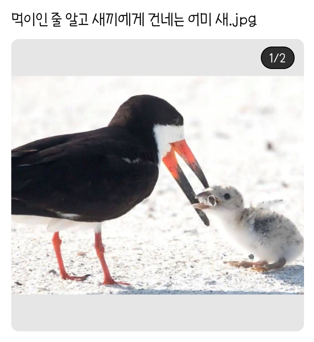생생 지구통 | 보자마자 한숨 나오는 짤 - Daum 카페